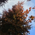 Fagus sylvatica 'Atropunicea' - Foto 2