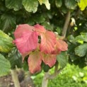 Parrotia persica - Foto 1