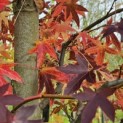 Liquidambar styraciflua 'Worplesdon' - 1