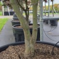 Acer palmatum 'Bloodgood' - Foto 4