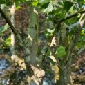 Platanus x Hispanica - 4