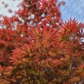 Acer palmatum 'Trompenburg' - Foto 3