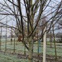 Cercidiphyllum japonicum - 3