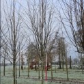Cercidiphyllum japonicum - pillon is 200 cm hoog