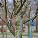 Cercidiphyllum japonicum - 2