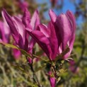 Magnolia 'Susan' - Foto 1