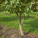 Liquidambar styraciflua 'Worplesdon' - 6