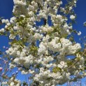 Prunus serrulata 'Shirotae' - Foto 9