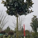 Magnolia grandiflora 'Galissonnière' - stamhoogte bijna 250 cm.
