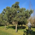 Pinus sylvestris - 1