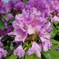 Rhododendron 'Catawbiense Grandiflorum' - Afbeelding 4