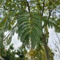 Albizia Julibrissin - Foto 1