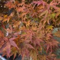 Acer palmatum 'Atropurpureum' - Foto 2