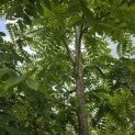Juglans Nigra - 2