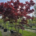 Acer palmatum 'Bloodgood' - Foto 2