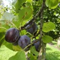Prunus domestica 'Bleue de Belgique' - 3