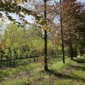 Fagus sylvatica Atropunicea - 1