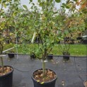 Prunus domestica 'President' - Foto 2