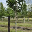 Magnolia 'Wada's Memory' - Foto 1