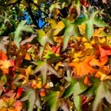 Liquidambar styraciflua - 3