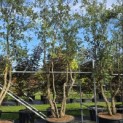 Quercus Suber - Foto 1