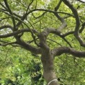 Acer palmatum 'Dissectum' - Foto 4