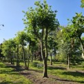 Platanus x Hispanica - 2