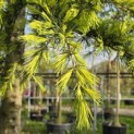 Cedrus deodara 'Aurea' - 1