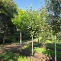 Betula utilis 'Jacquemontii' (Doorenbos) - 2