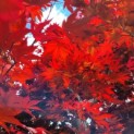 Acer palmatum 'Bloodgood' - Foto 3