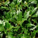 Osmanthus Heterophyllus - Afbeelding blad