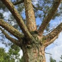 Pinus sylvestris - 3