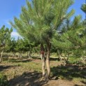 Pinus nigra 'Nigra' - 1
