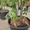 Quercus rubra - 2