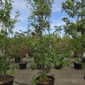 Quercus rubra - 3