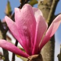 Magnolia 'Galaxy' - Afbeelding 1