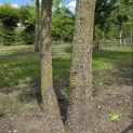 Liquidambar styraciflua - Foto 1