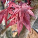 Acer palmatum 'Bloodgood' - blad