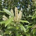 Prunus laurocerasus 'Caucasica' - 1