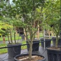 Acer palmatum 'Osakazuki' - Foto 5
