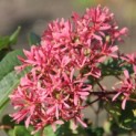 Heptacodium miconioides - Foto 1