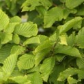 carpinus betulus