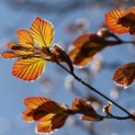 #743 Fagus sylvatica 'Atropunicea' Rote Buche als Solitär