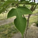 Broussonetia papyrifera - 5