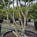 Parrotia persica - 6