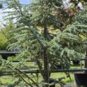 Cedrus libani 'Silberspitz' - 1