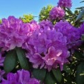 Rhododendron Roseum Elegans - 5