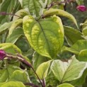 Clerodendrum trichotomum 'Variegatum' - Foto 2