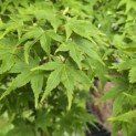 Acer palmatum - Foto 4