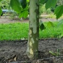 Platanus hispanica - Afbeelding 3